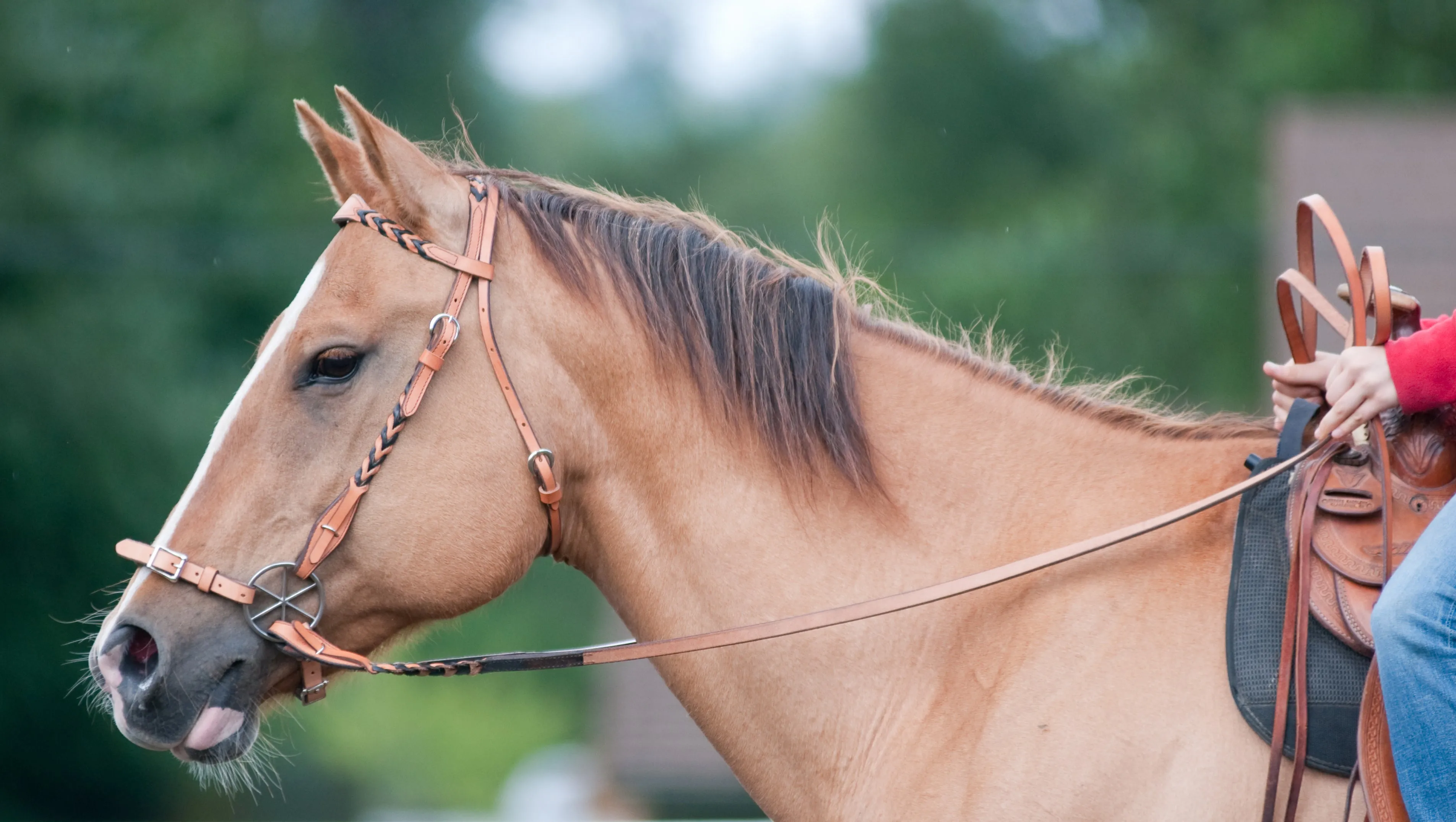 Braided Headstall